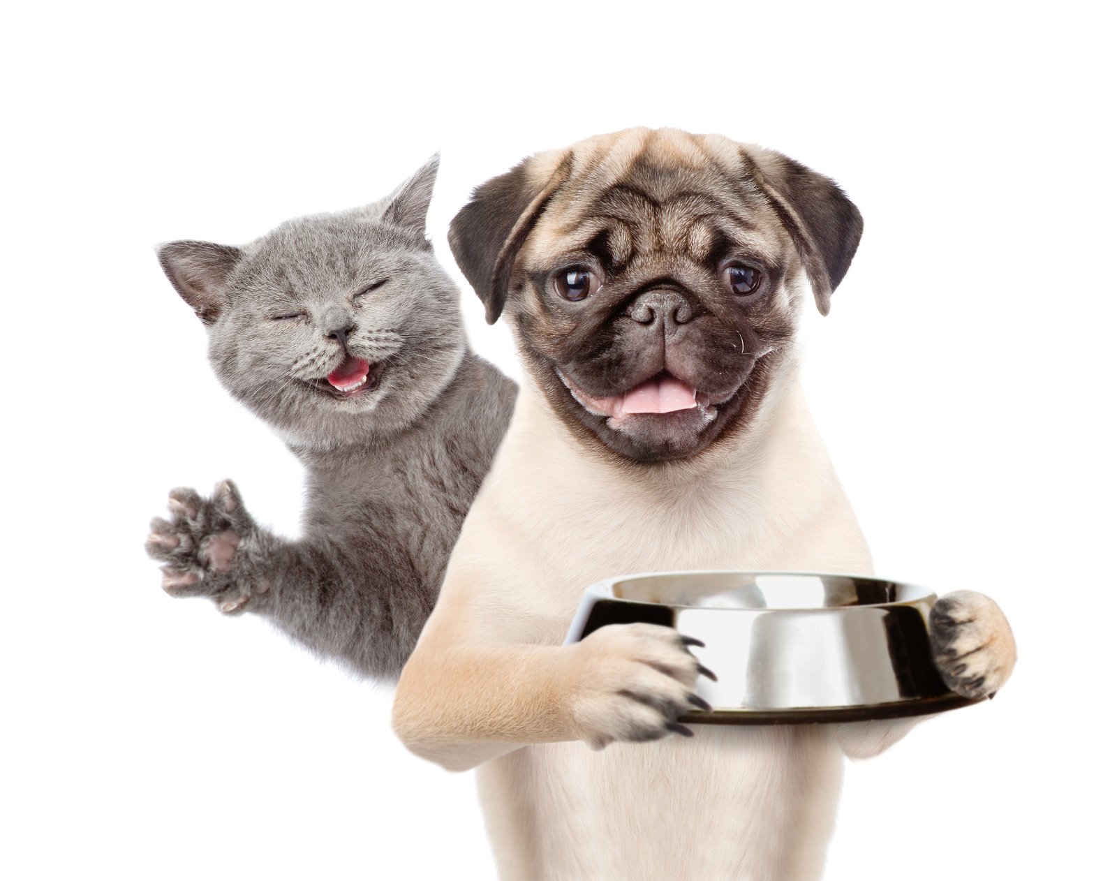 A happy cat and hungry puppy sitting together beside an empty food bowl