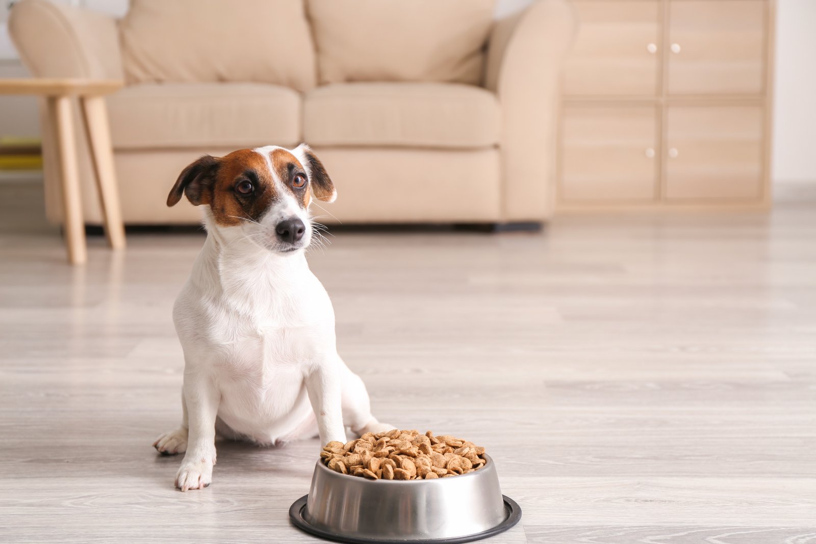 Dog lying next to a bowl of air-dried dog food at home