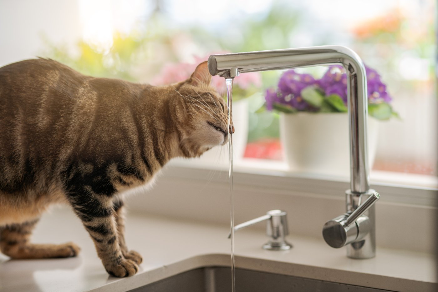 Cat drinking fresh water