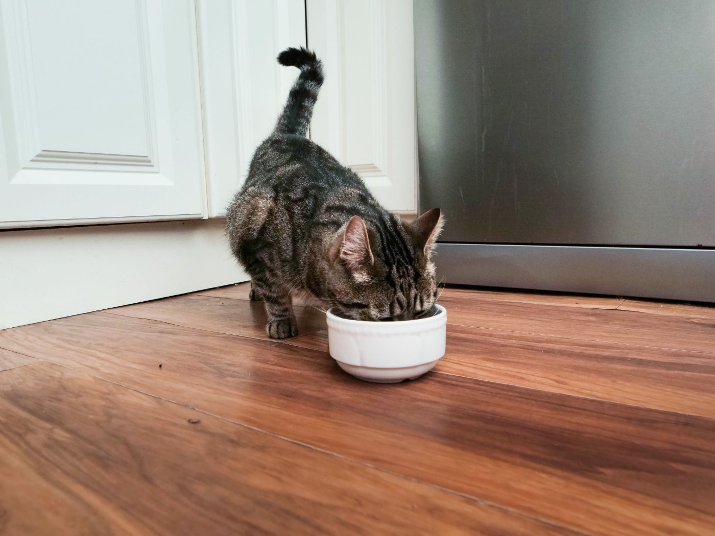 Tabby cat eating from a white bowl on a wooden floor