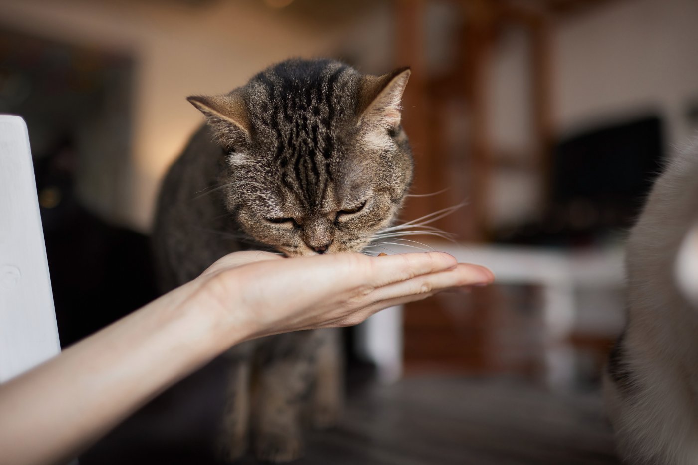 Woman feeding her cat a treat by hand