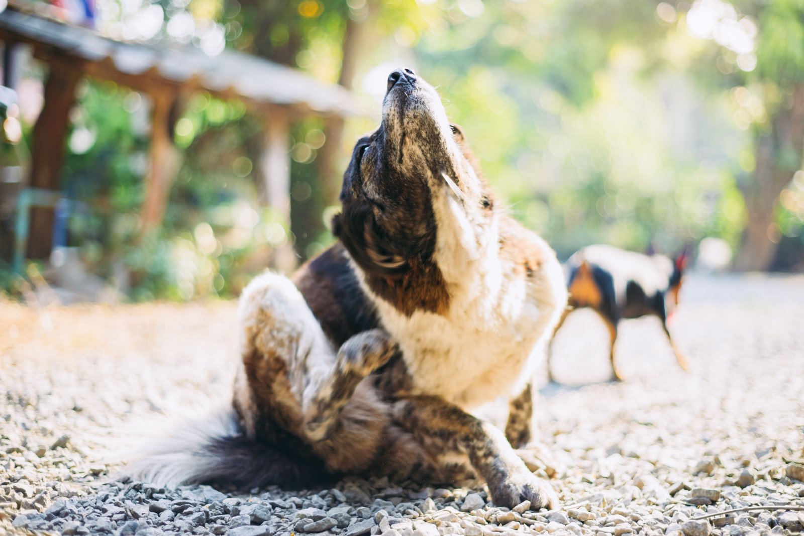 Dog scratching itchy skin, a common sign of food allergies