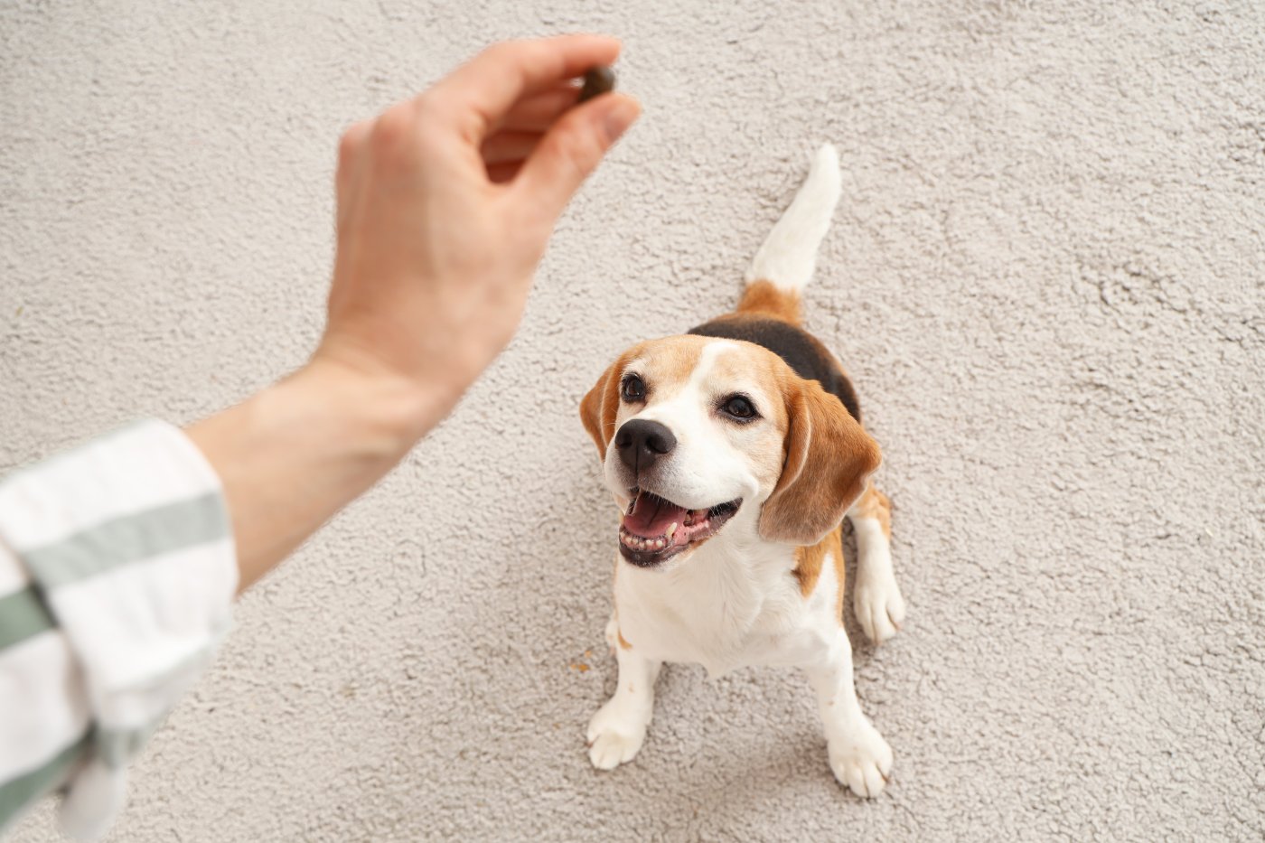 Woman training her dog with a treat at home