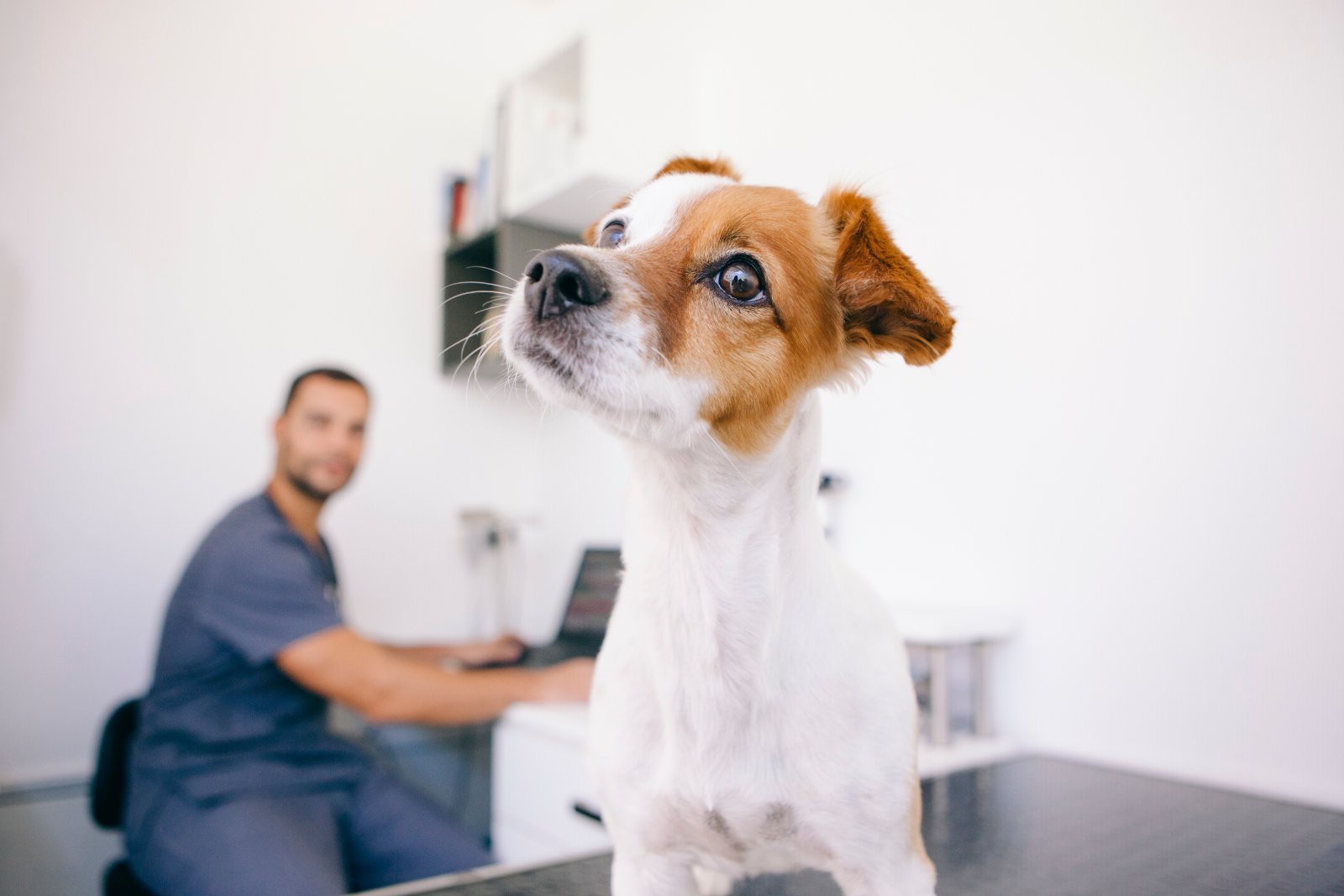 A dog at a veterinary check-up