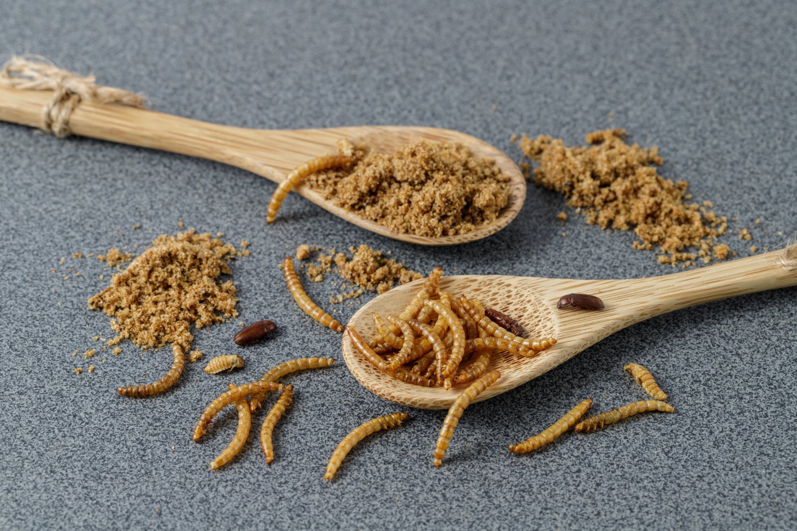 Edible mealworms, an alternative insect protein