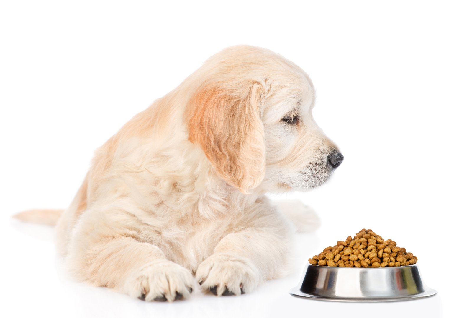 Golden retriever puppy sniffing dry dog food