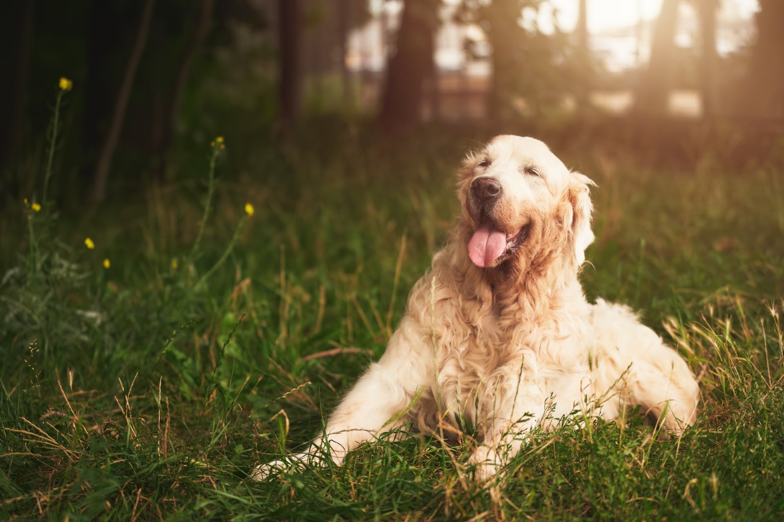 Senior golden retriever resting