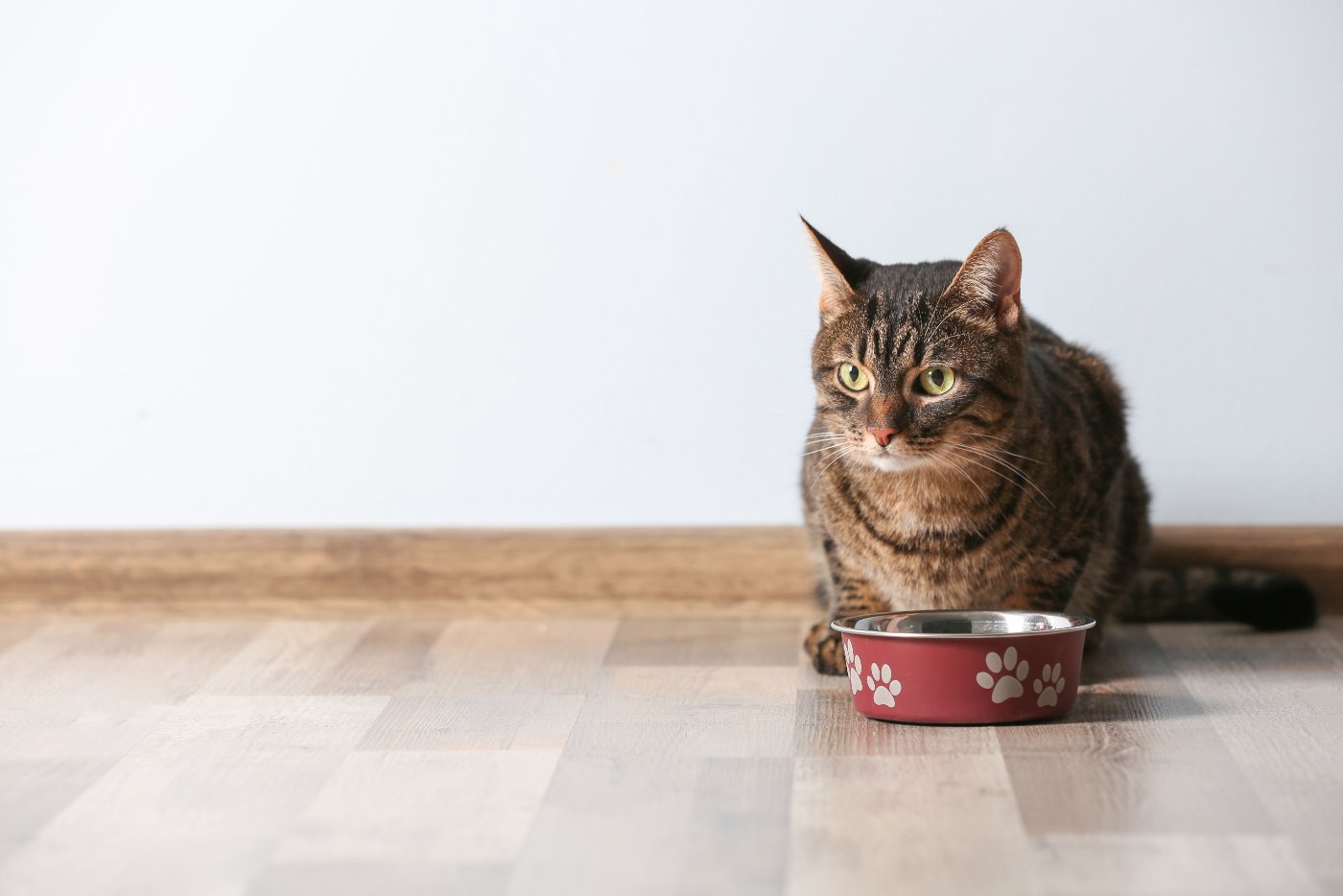 Cat sitting beside a bowl of food at home
