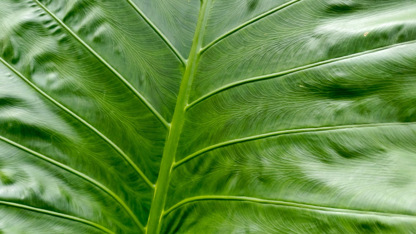 Green leaves symbolizing sustainability